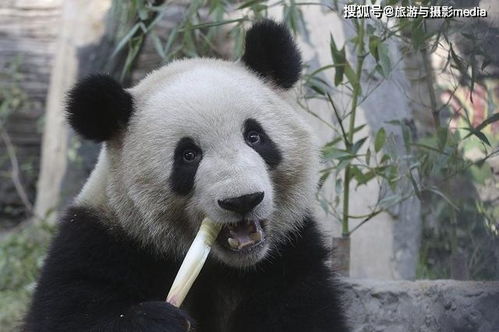北京动物园辟谣萌兰出国