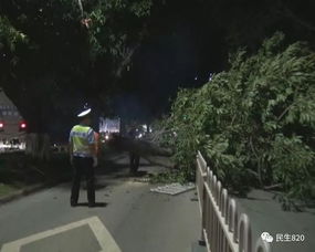张爱玲教授离世之谜，清华骑车途中遭遇不幸，疑被树砸中身亡