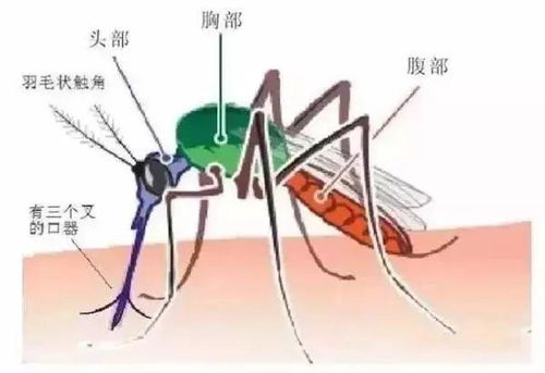 如何科学防蚊
